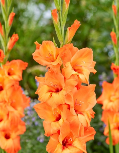 Гладиолус Принц оф Ориндж (10 шт)