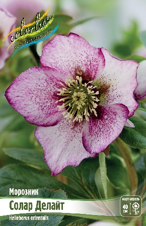 Морозник Солар Делайт (1 шт)