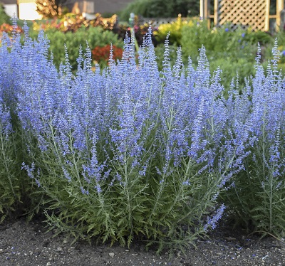 Перовския Тайга (1 шт)