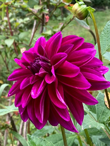 Георгин Ле Барон (1 шт)