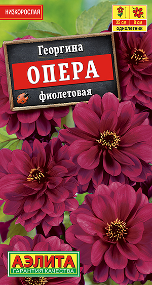 Георгина Опера фиолетовая 7шт