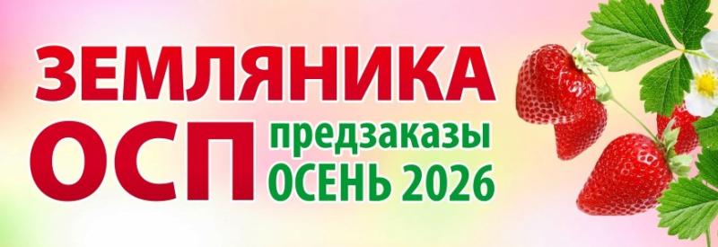 Сбор предзаказов на землянику ОСП на осень 2026.