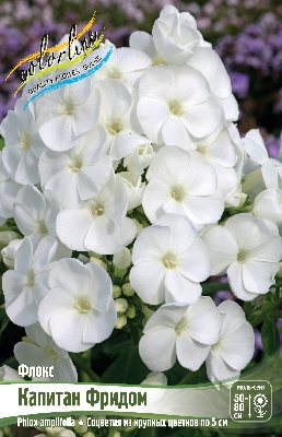 Флокс Капитан Фридом (2 шт)