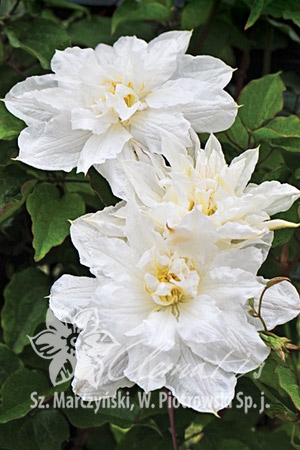 Клематис Исаго C2