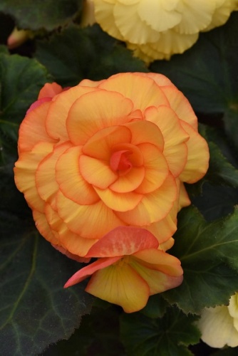 Бегония Вумми Маскарад (2 шт)