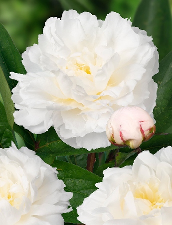 Пион Амалия Олсон (1 шт)