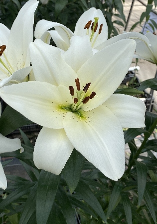 Лилия ЭКОНОМ-СЕРИЯ ВОЛВИК (2 шт)