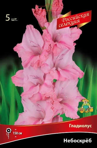 Гладиолус Небоскрёб (5 шт)1