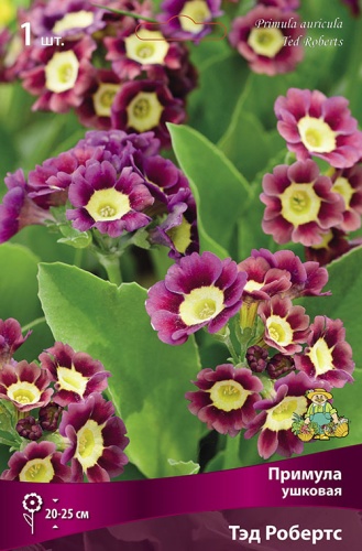 Примула Тэд Робертс (1 шт)