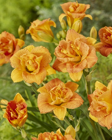 Лилейник Дабл Оранж Зефир (1 шт)