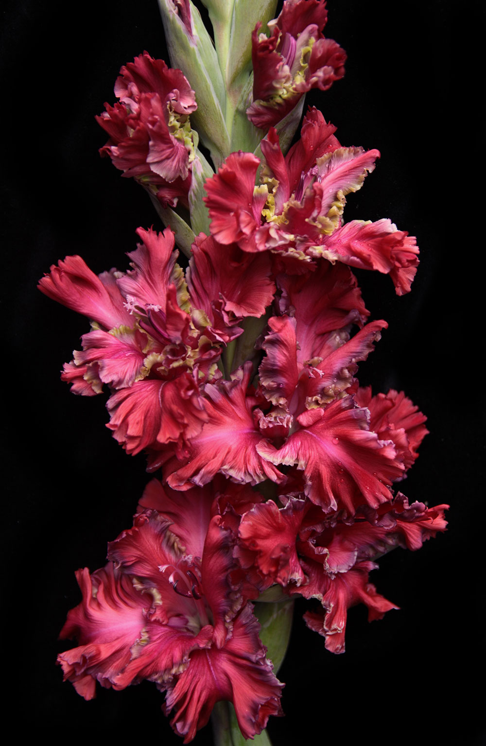 Гладиолус Павел Дацюк (5 шт)