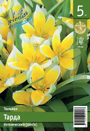 Тюльпан ЭКОНОМ-СЕРИЯ ТАРДА (5 шт)