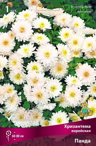 Хризантема корейская Панда (1 шт)