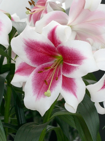 Лилия ЭКОНОМ-СЕРИЯ ТРИУМФАТОР (2 шт)