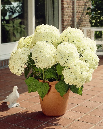 БИГ-ПАК Гортензия Аннабель (5 шт)