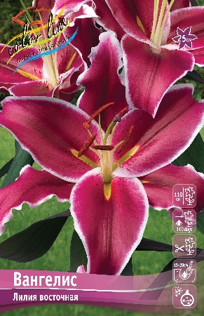 Лилия ВАНГЕЛИС 16/18 (3 шт)