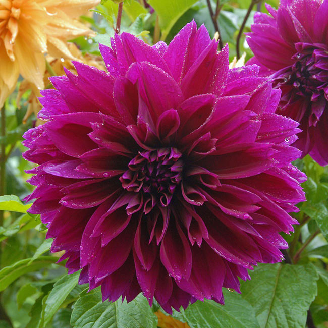 Георгин Томас А. Эдисон (1 шт)