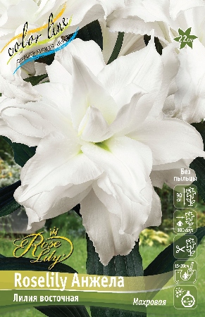 Лилия Roselily Анжела 16/18 (3 шт)