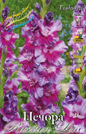 Гладиолус Печора 12/14 (7 шт)