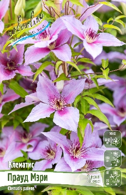 Клематис Прауд Мэри (1 шт)