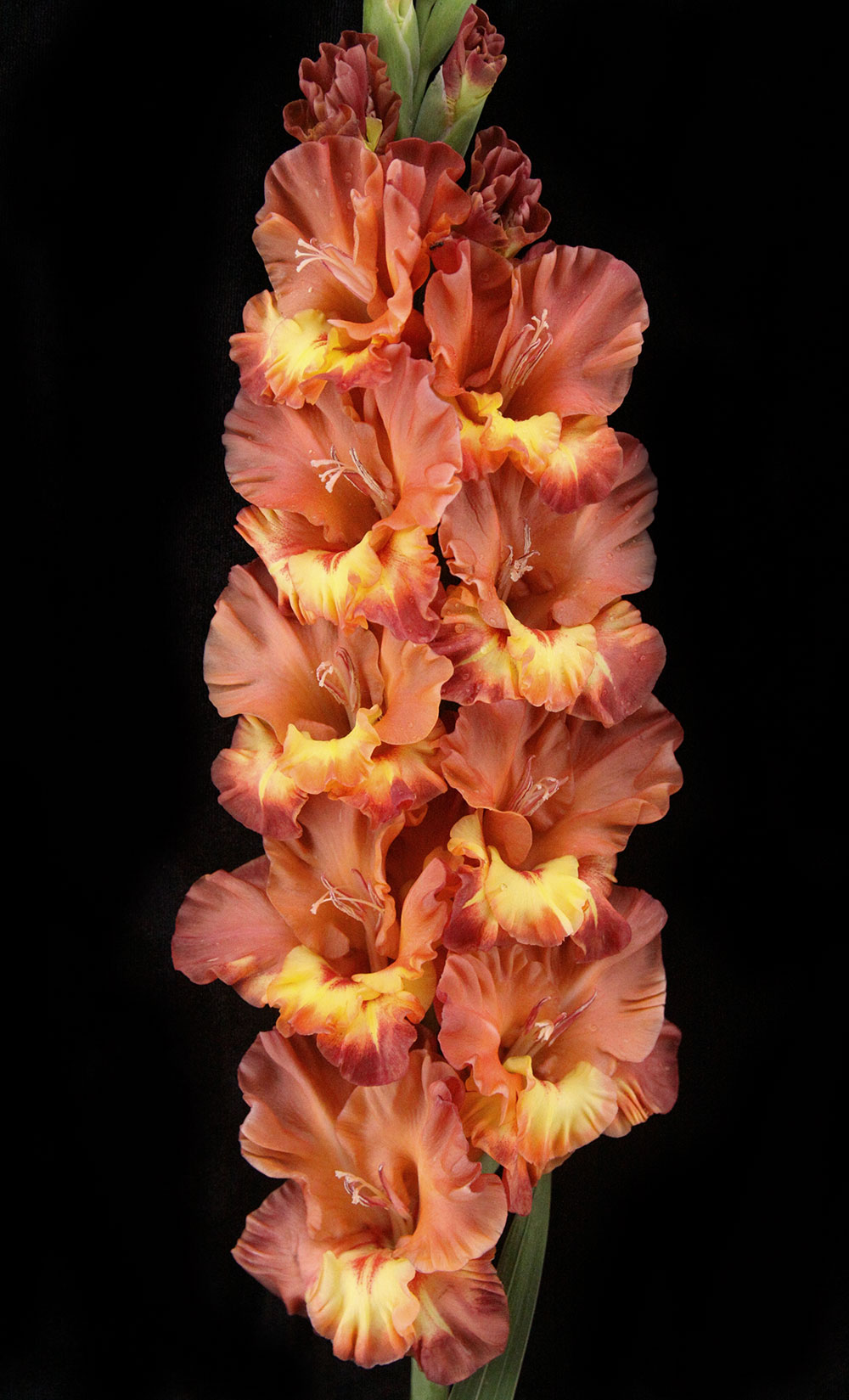 МАКСИ Гладиолус Хучи Кучи Мэн (15 шт)