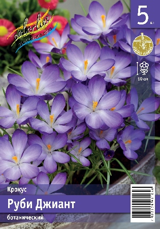 Крокус ЭКОНОМ-СЕРИЯ РУБИ ДЖИАНТ (5 шт)