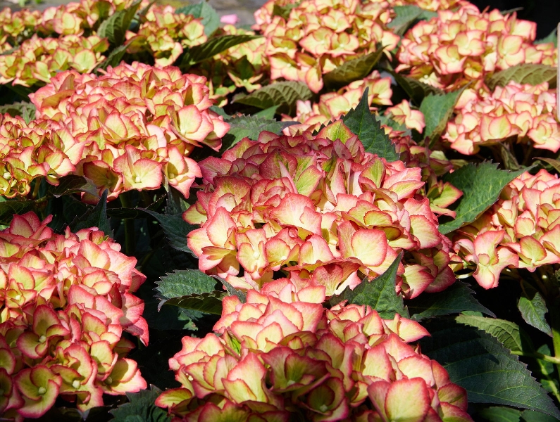 Гортензия  Свит Липс P12