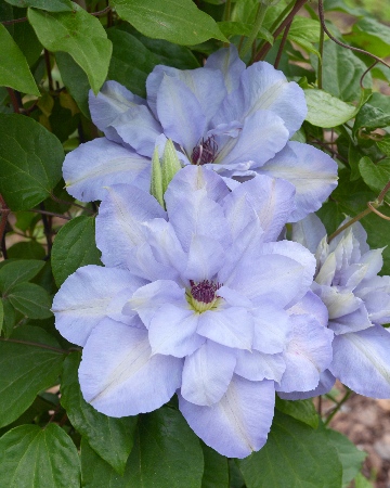 Клематис Блю Котильон (1 шт)