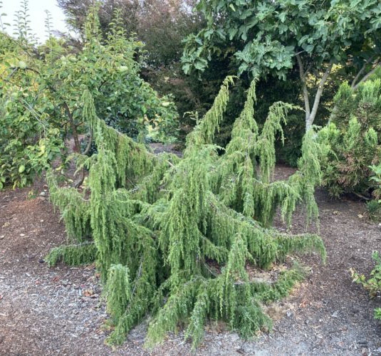 Можжевельник обыкновенный Облонга Пендула C3 70-80cm