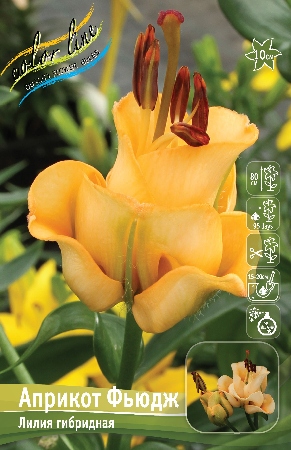 Лилия АПРИКОТ ФЬЮДЖ 16/18 (2 шт)