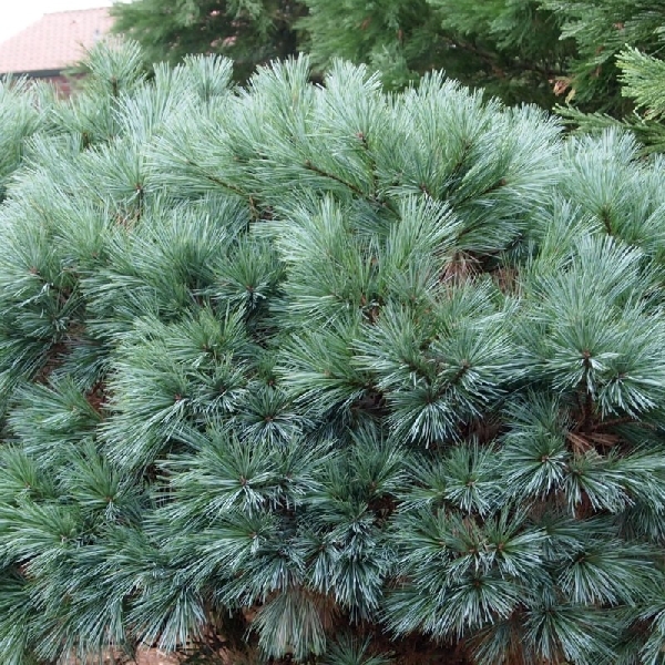 Сосна веймутовая Мэри Батлер C4 20-25cm