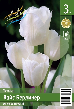 Тюльпан ЭКОНОМ-СЕРИЯ ВАЙС БЕРЛИНЕР (2 шт)
