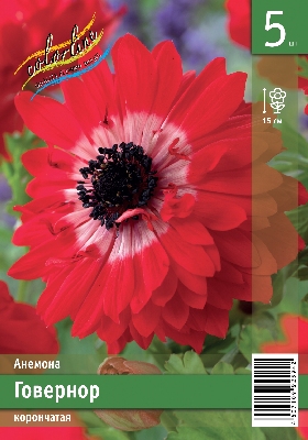 Анемона ЭКОНОМ-СЕРИЯ ГОВЕРНОР (5 шт)