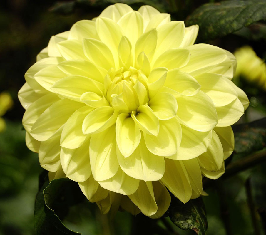 Минивитрина Георгин Глори Ван Хемстед (15 шт)