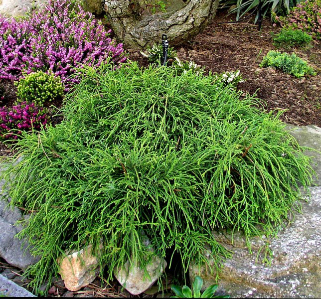 Кипарисовик горохоплодный Филифера Нана P15