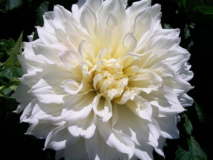 Минивитрина Георгин Флёрель (15 шт)