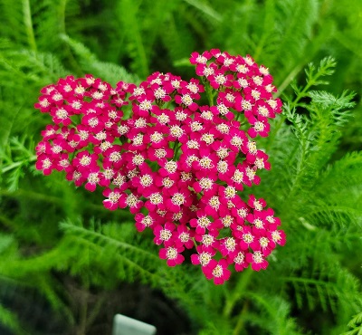 Тысячелистник Флауэрбёрст (1 шт)