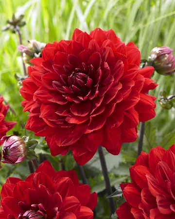 Георгин Карма Амора (1 шт)