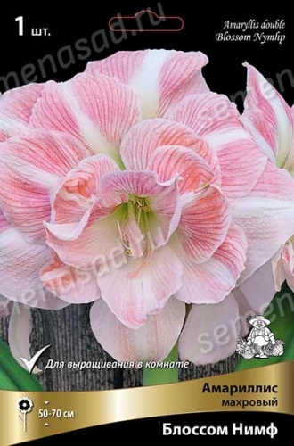 Амариллис Блоссом Нимф  (1 шт)