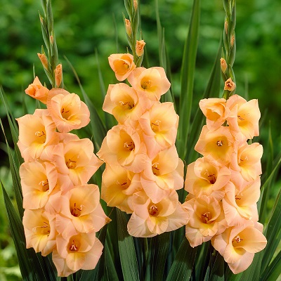 Гладиолус Эста Бонита (10 шт)