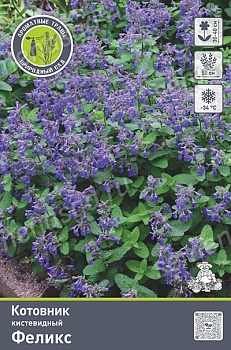 Котовник Феликс (1 шт)