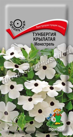 цТунбергия Менестрель