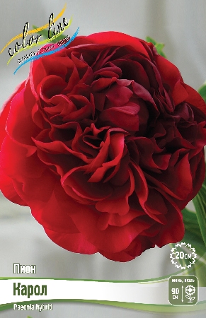 Пион Карол 3/5 (1 шт)