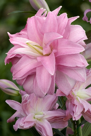 Лилия ЭКОНОМ-СЕРИЯ ЛОТУС БРИЗ 16/18 (1 шт)