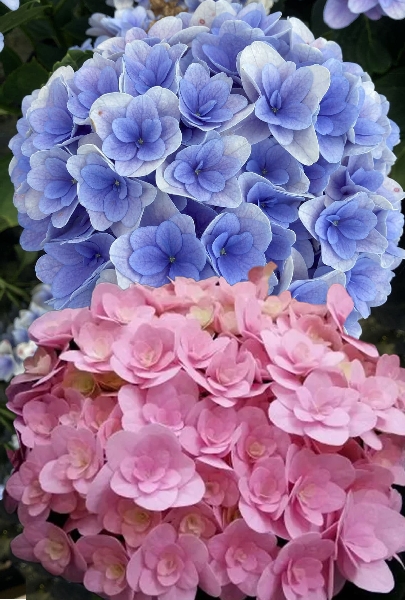 Гортензия  Флорентина P12