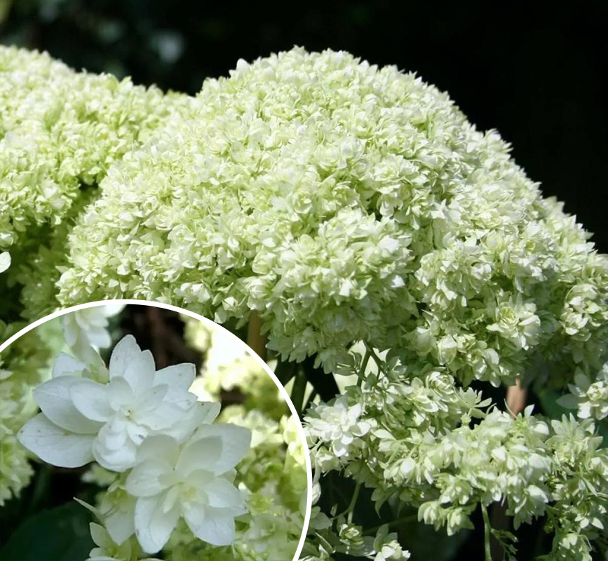 Гортензия Дабл Аннабель (коробка) 20шт