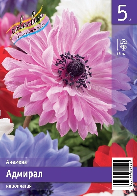 Анемона ЭКОНОМ-СЕРИЯ АДМИРАЛ (5 шт)