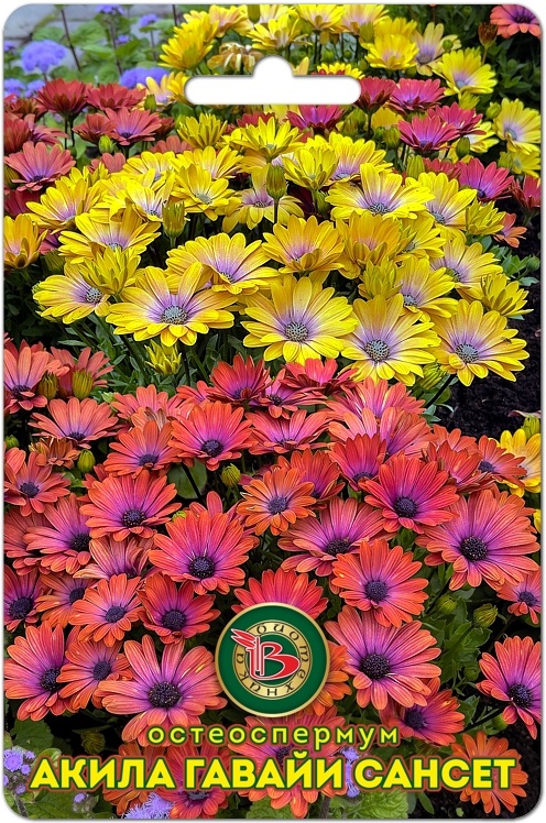 Остеоспермум Акила Гавайи Сансет 5шт