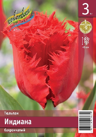 Тюльпан ЭКОНОМ-СЕРИЯ ИНДИАНА (3 шт)