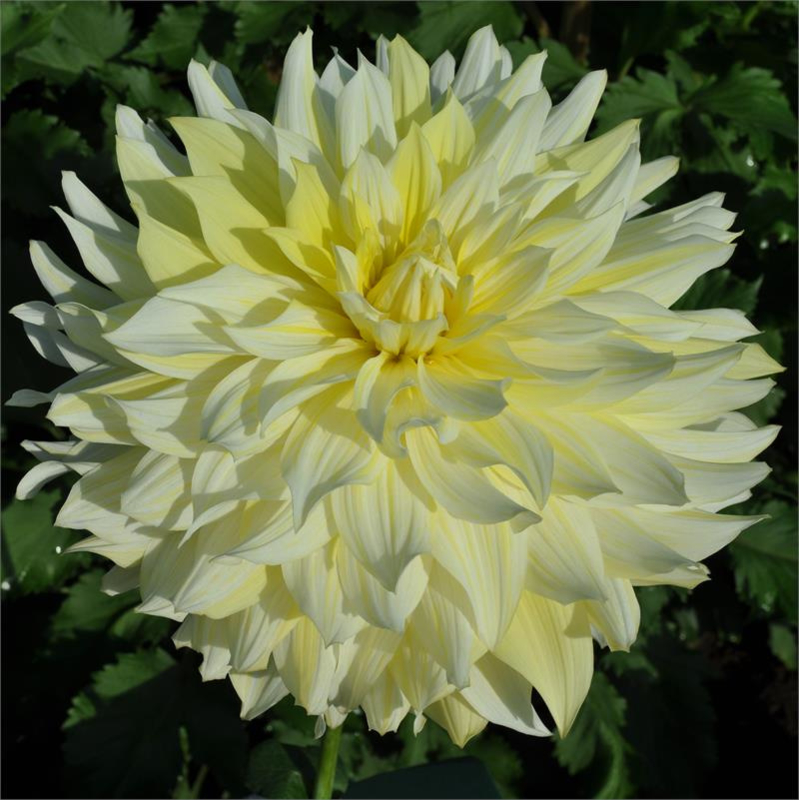 Георгин Ла Луна